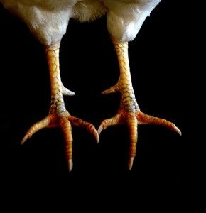 Chicken-Feet.jpg