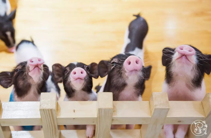 PHOTOS: New Pig Cafe Opens in Shenzhen