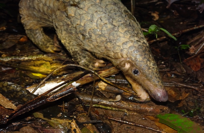 Order Chinese Craft Gin and Help the Pangolins
