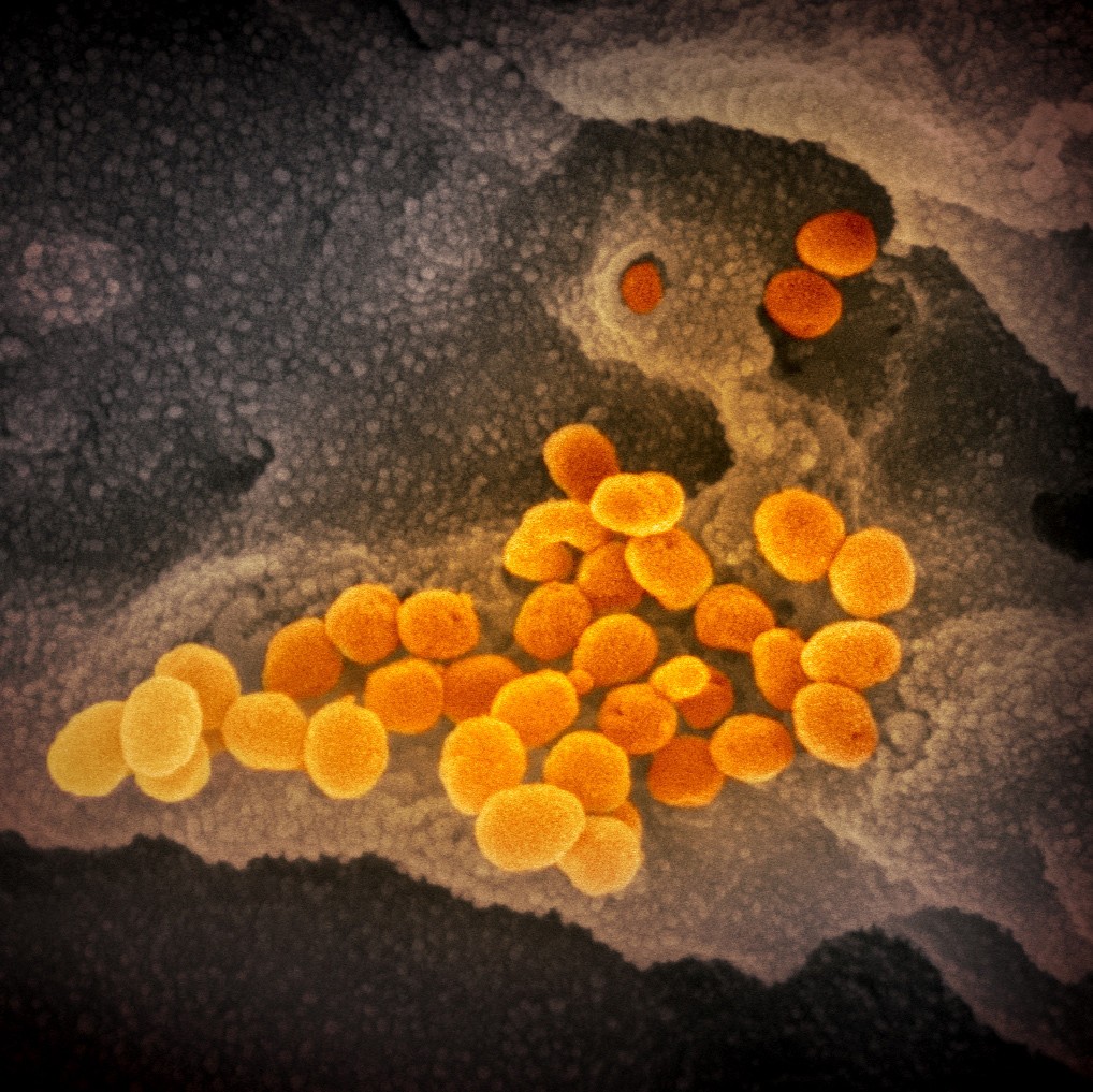 coronavirus-image-4.jpg