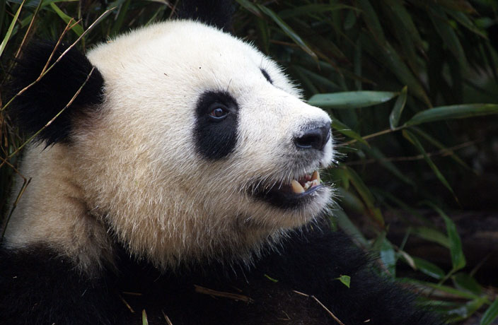 My Panda Tour Founder Talks Panda Diplomacy and Conservation