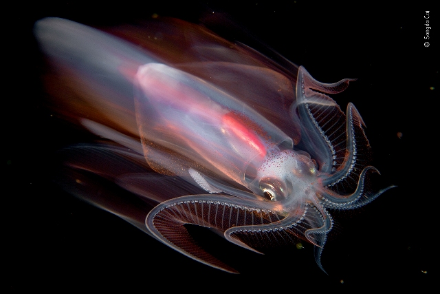 Speeding-squid-by-Songda-Cai.jpg