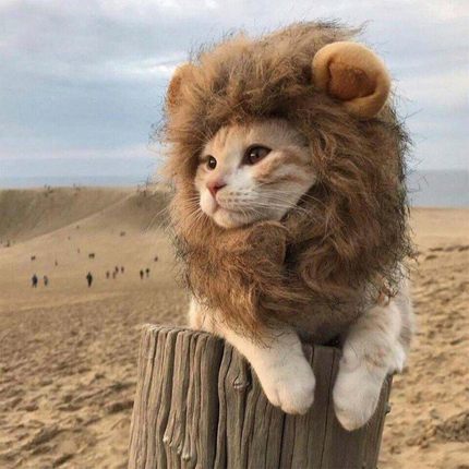 tigerking-cat-fur.jpg