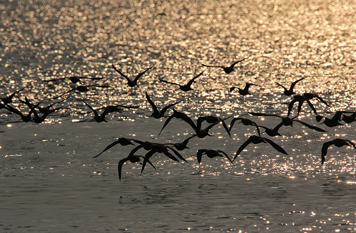 The Importance of Migratory Birds and How We Can Protect Them –  