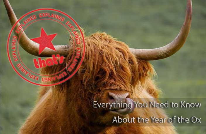 Explainer: Everything You Need to Know About the Year of the Ox