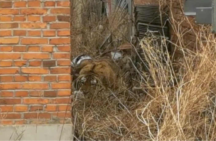 WATCH: Wild Tiger On the Loose in Northeast China Attacks Villager