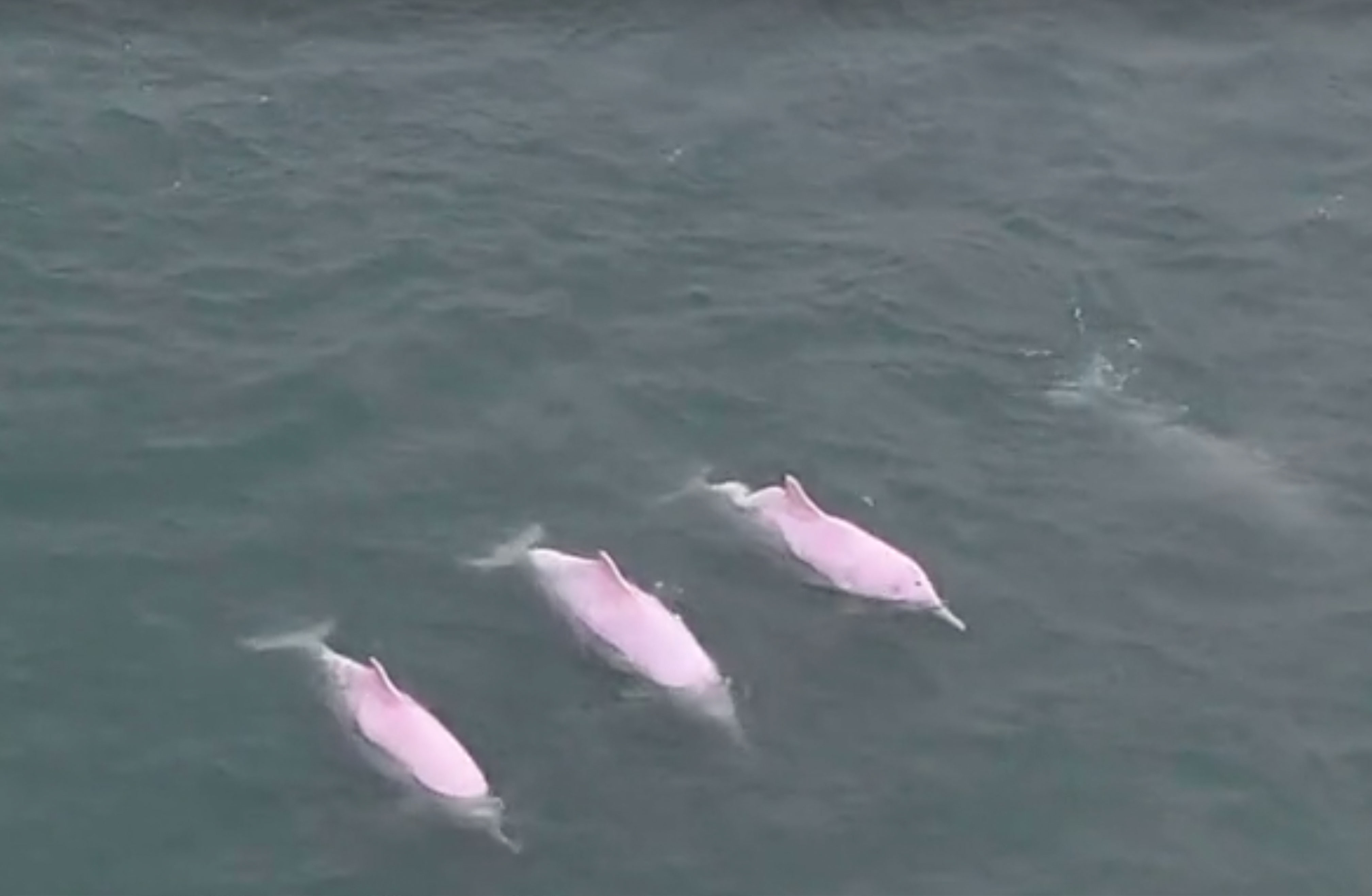WATCH: Rare Sighting of 5 Pink Dolphins in South China