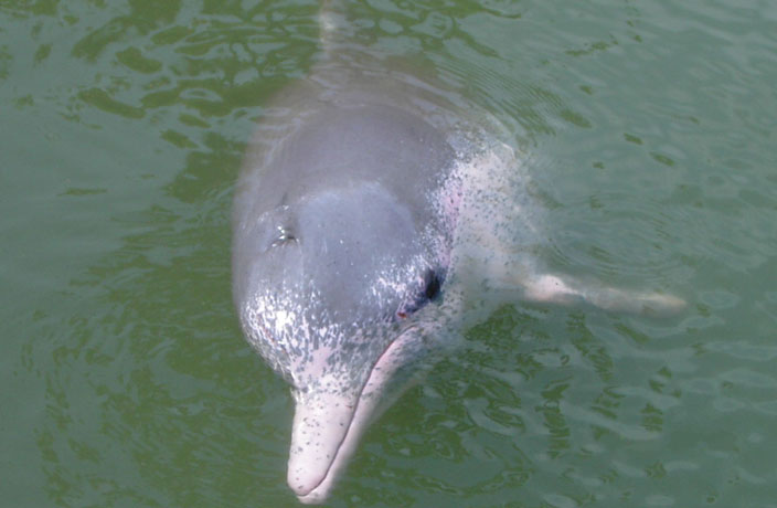 Rare Chinese White Dolphins Spotted in Guangdong