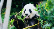 Scientists Reveal Why Pandas Are So Damn Chubby