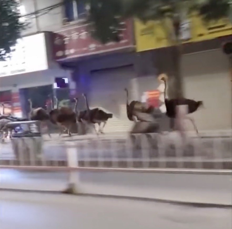 WATCH: Hundreds of Ostriches Roam the Streets of Guangxi
