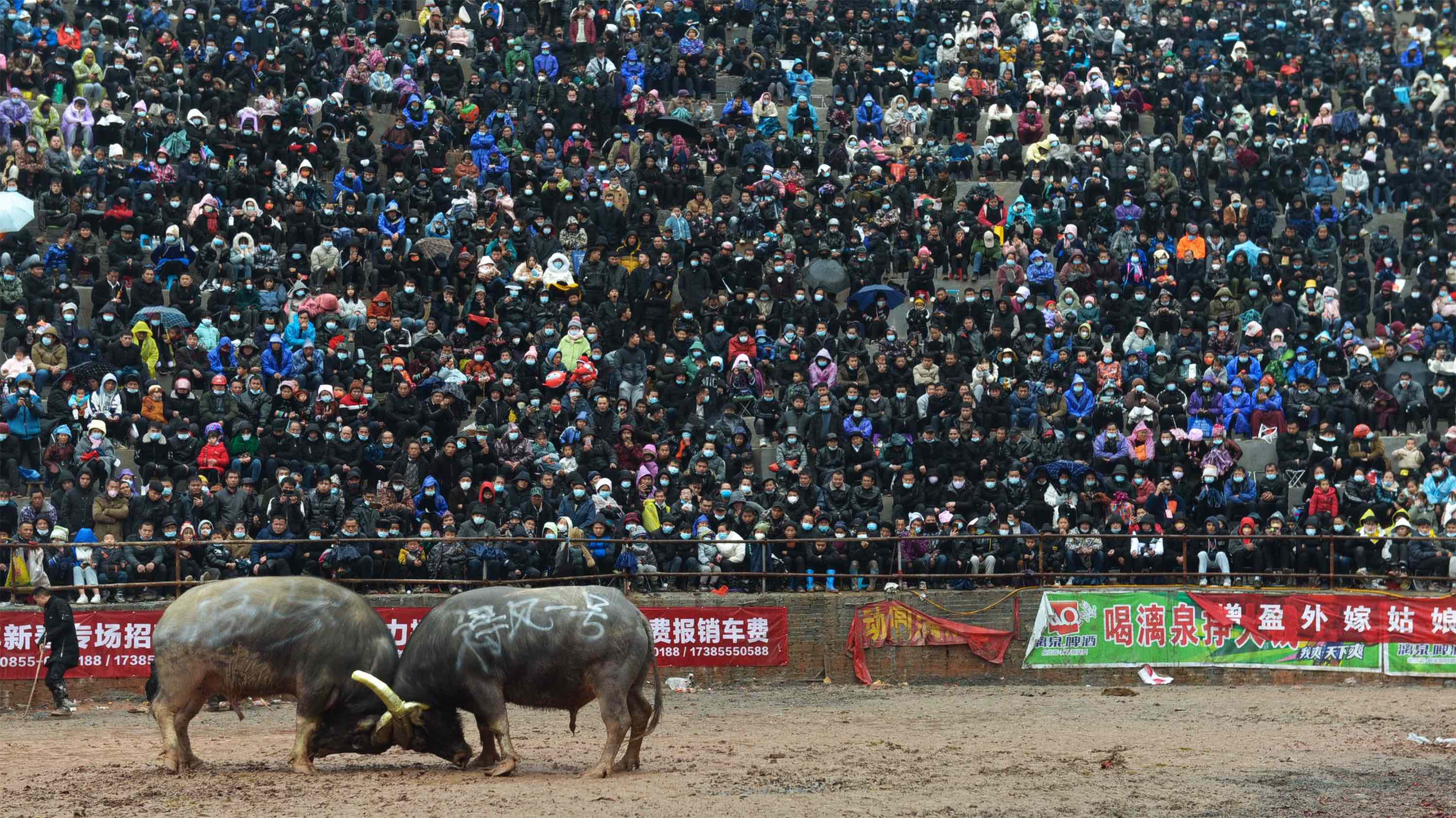 King Bull: Guizhou's Ancient Spring Festival Bullfight