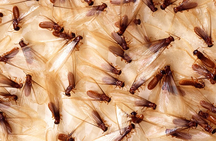 Watch Out Shanghai, Termite Season is Upon Us