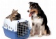 ICVS Departing From China With Pets Online Information Session - July 10, 2022, 11am