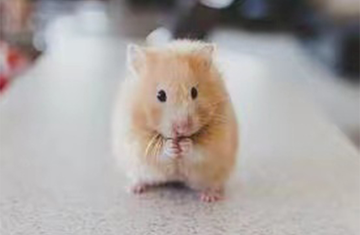 Hong Kong Lifts COVID Hamster Ban
