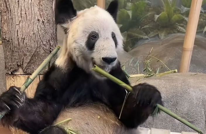 You *Might* See Giant Panda Ya Ya at Beijing Zoo in The Future