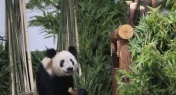 Giant Panda Ya Ya Arrives at Beijing Zoo! Can We Go & See Her?