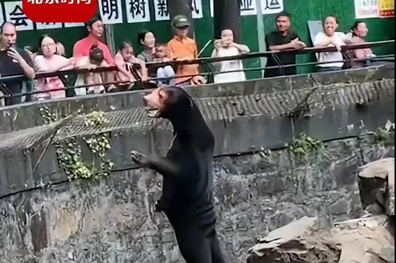 WATCH: Are Humans Dressing Up as Bears in Hangzhou Zoo?