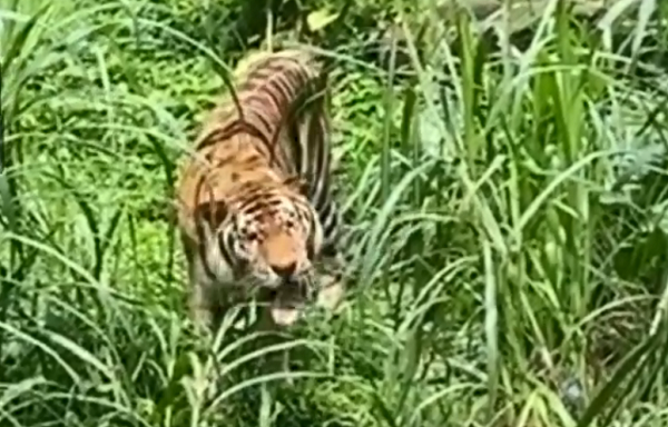 WATCH: Hungry Tiger Goes Veggie at Guangzhou Zoo