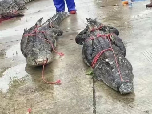 70 'Hungry' Crocodiles on the Loose in South China