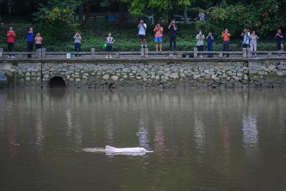 Rare Chinese White Dolphin Sighting Takes Tragic Turn