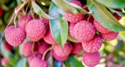 Your Fresh Lychee Might Be from Last Year