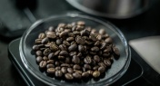FREE! Exploring the Spectrum of Coffee Roasts