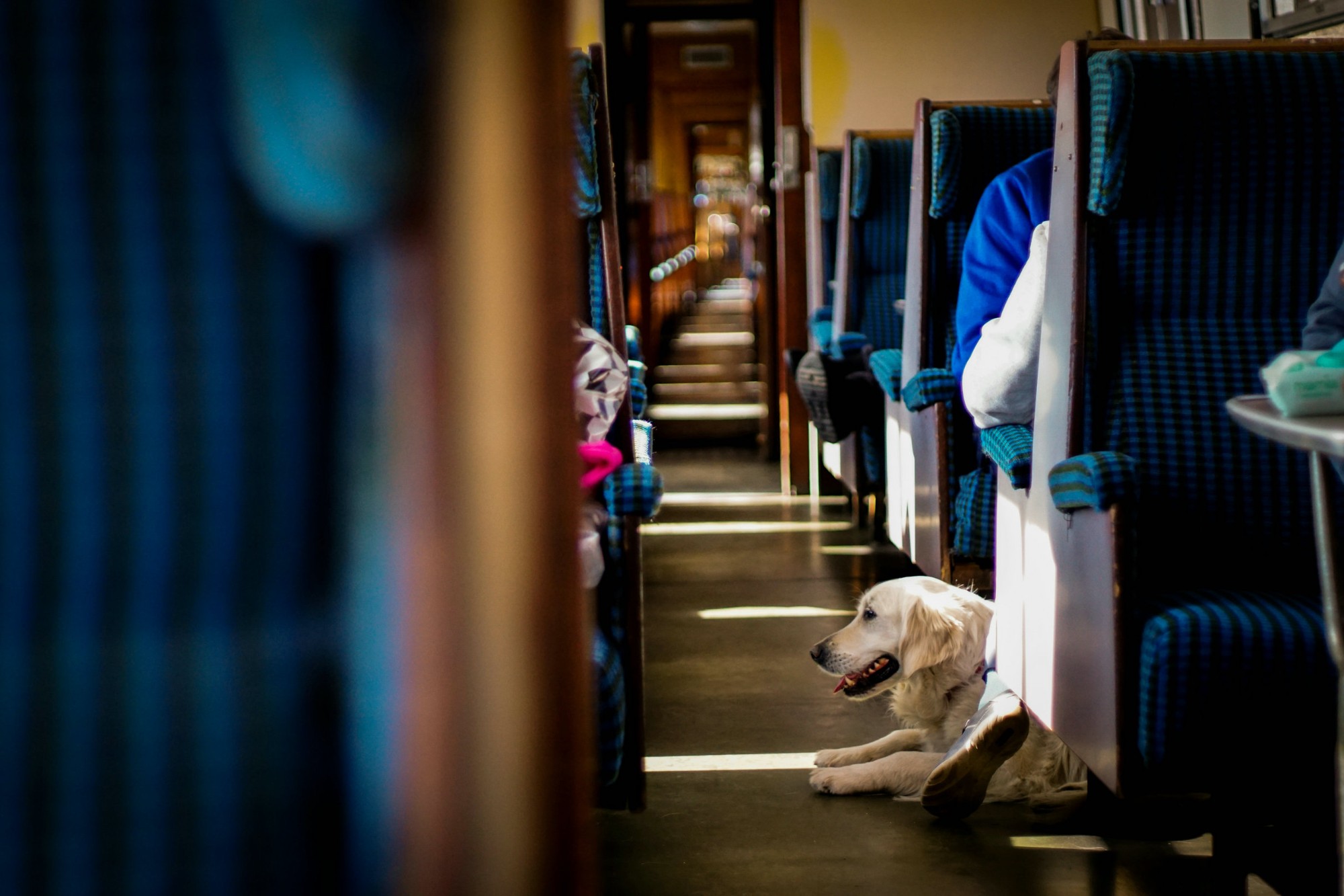 Pets to Be Allowed on China's High-Speed Trains?