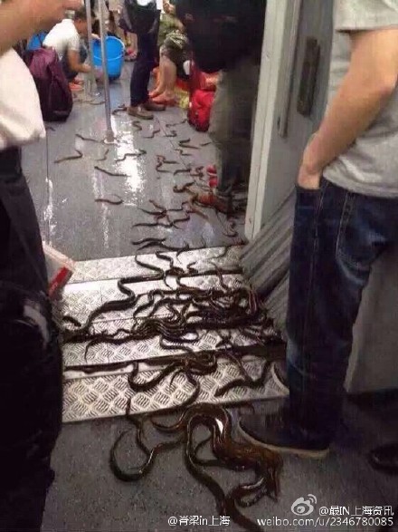 Eels on Shanghai subway