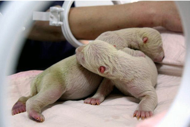 Polar bear cubs born in Shandong, China