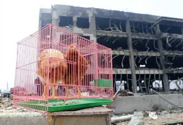 Caged animals used to test for toxicity at the Tianjin blast site