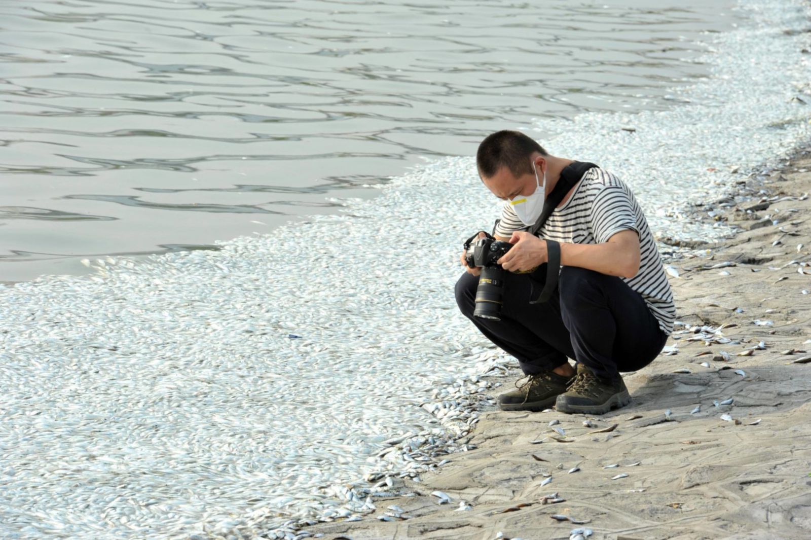 Dead fish surface in Tianjin's Hai River