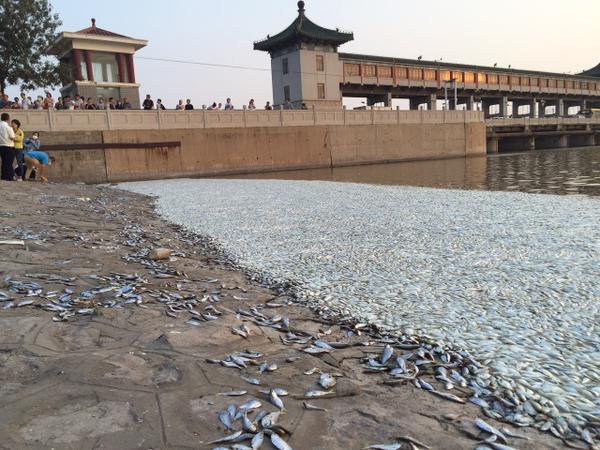 Dead fish surface in Tianjin's Hai River