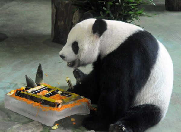 Yuan Yuan enjoys her birthday cake