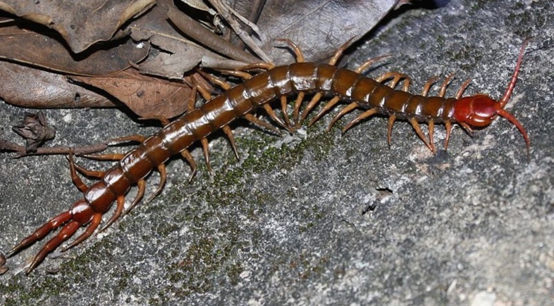 The Chinese red head centipede.