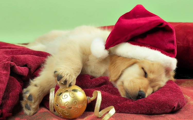 201511/Dec25-Christmas.jpg