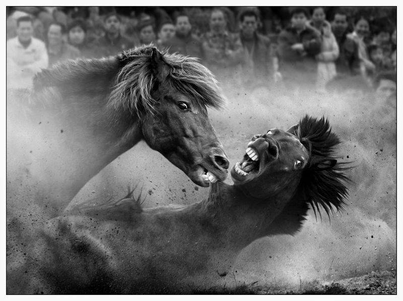 Fighting horses by Joseph Tam 