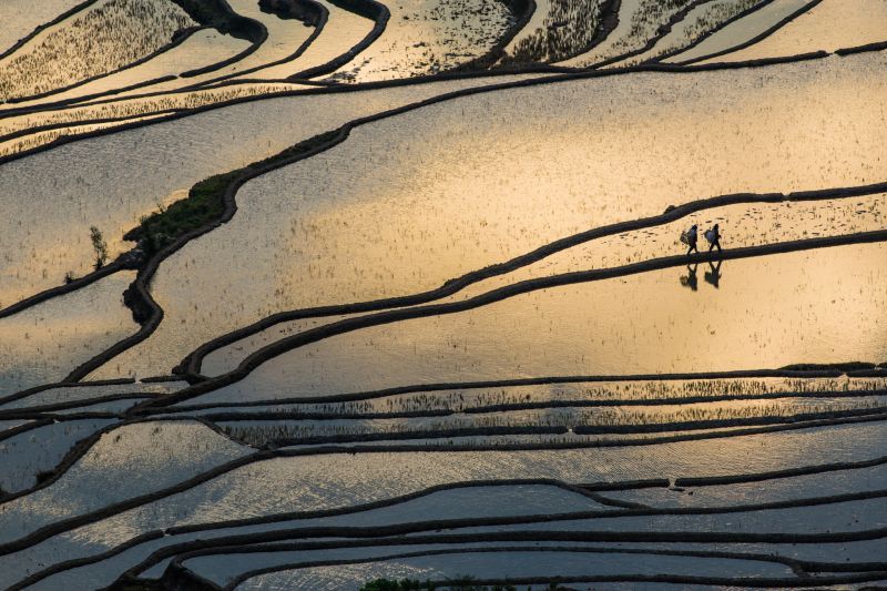 Farmers at work on ricefields by Marco Loaldi 