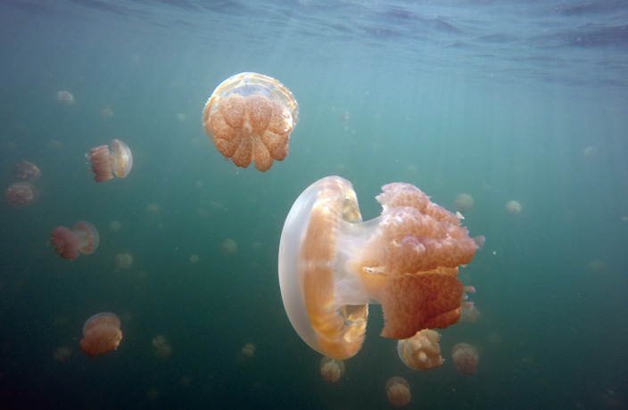 Palau-travel5.jpg