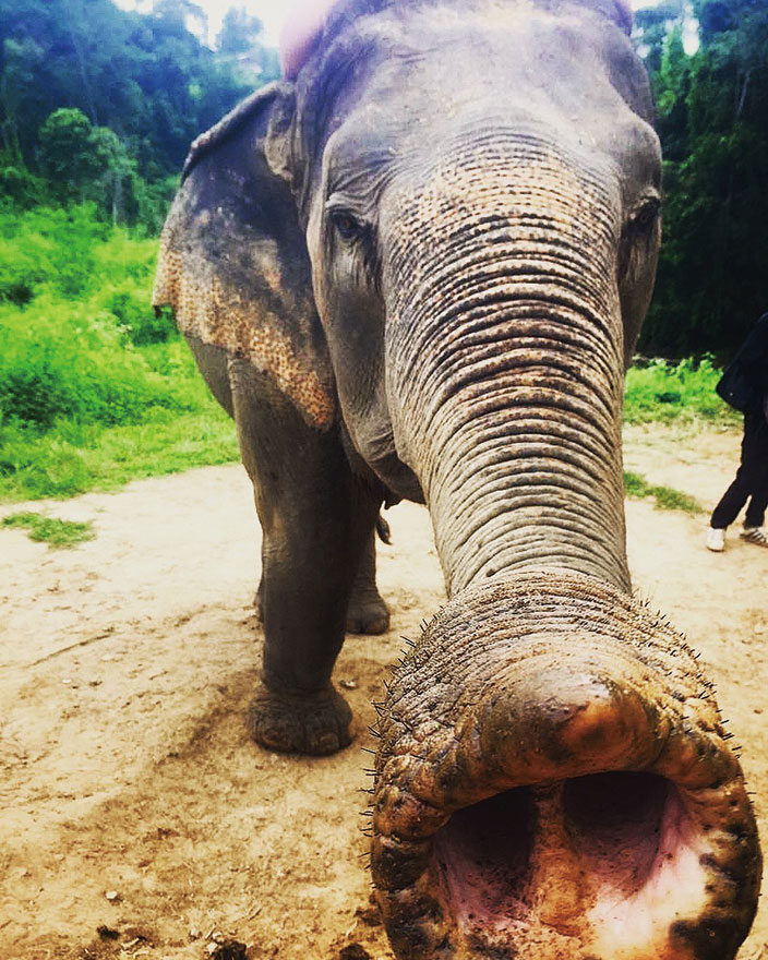 Elephants in Chiang Mai