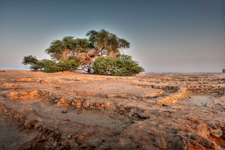 Bahrain: Tree of Life