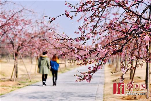 PHOTOS: Shanghai in Bloom as Sakura Season Comes Early