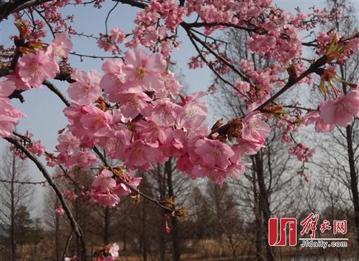 PHOTOS: Shanghai in Bloom as Sakura Season Comes Early
