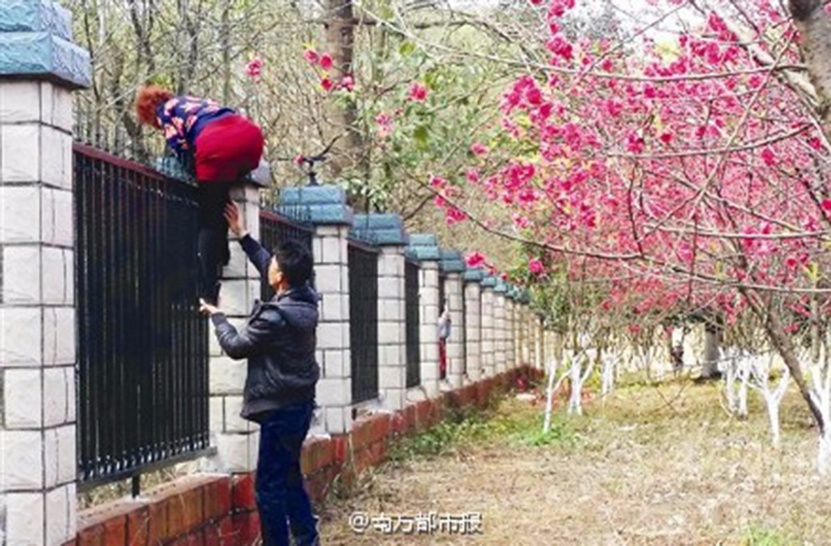 Tourists Break Into Guilin Prison for Spring Blossom Photos