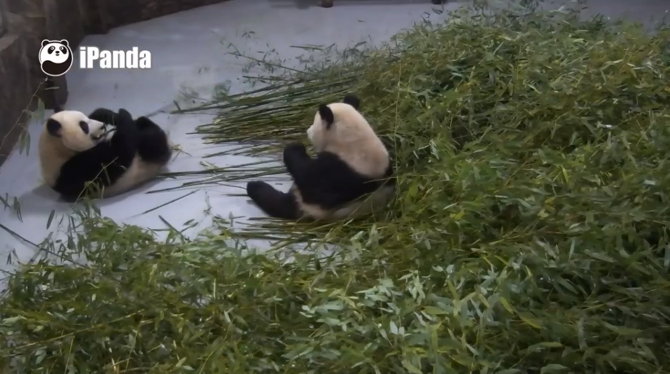 Watch Pandas in Real Time with This Livestream Pandacam