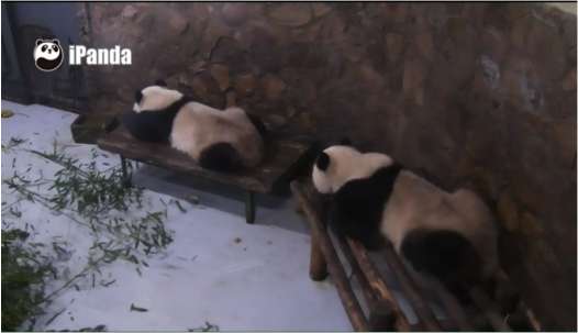 Watch Pandas in Real Time with This Livestream Pandacam