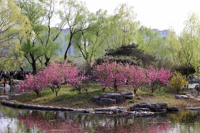 201604/cherry-blossoms-yuyuantan-park-8.jpg