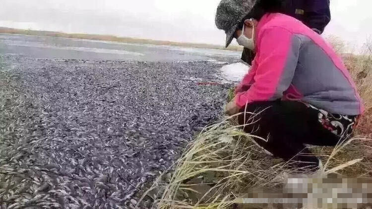 Dead Fish Wash Up En-Masse on Inner Mongolian River
