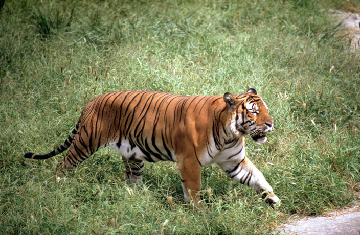 Tiger in beijing zoo china hi-res stock photography and images - Alamy