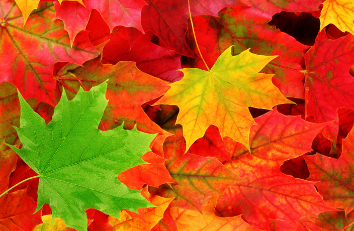 Don’t Miss This Week’s Autumn-themed Happy Thursdays Event!