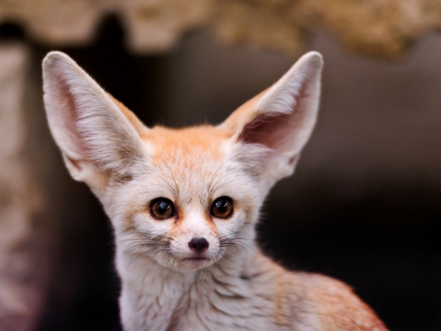 201609/fennecfox.jpg